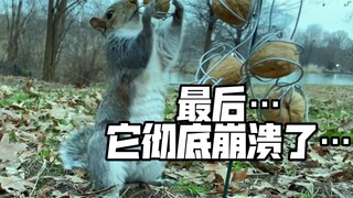 成年松鼠的崩溃往往就在一瞬间！