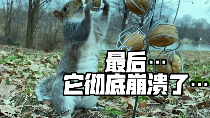 成年松鼠的崩溃往往就在一瞬间！
