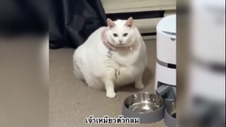เจ้าเหมียวตัวกลม