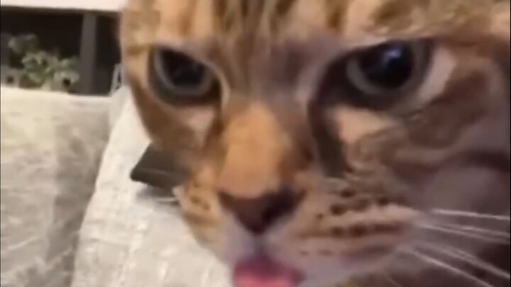 “Cerebellum Underdeveloped, Brain Not Developing at All”