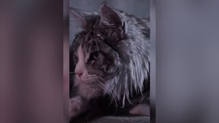 ngầu dễ thương quá cat meohappy meongau meongauloi meocute meowmeow meomeo foryou fyp meo meosaohoa
