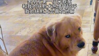 Comfort Dog: Hey, hey, hey!