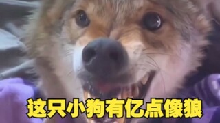 这只小狗有亿点像狼