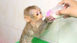 Cuties Baby Monkey Maya First Time Drink Milk