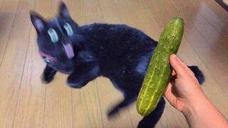 Cucumbers Scare The Life Out Of Cats 😮