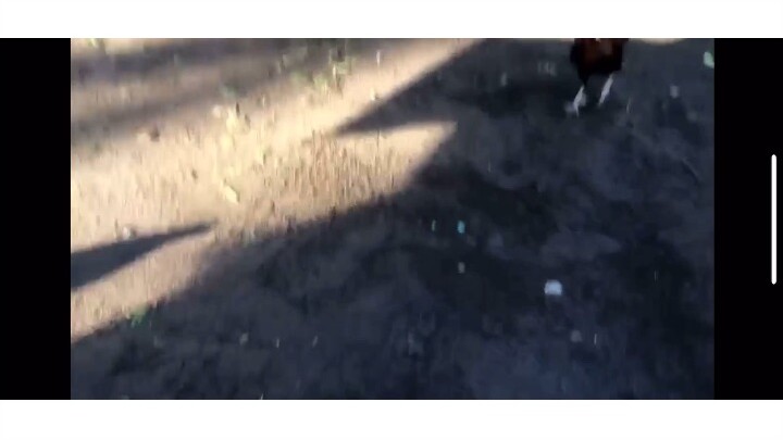 Agility of Sweater Boston vs Strength Power of Democrats Wine red ❤️❤️❤️❤️🐍🐍🐍🐍