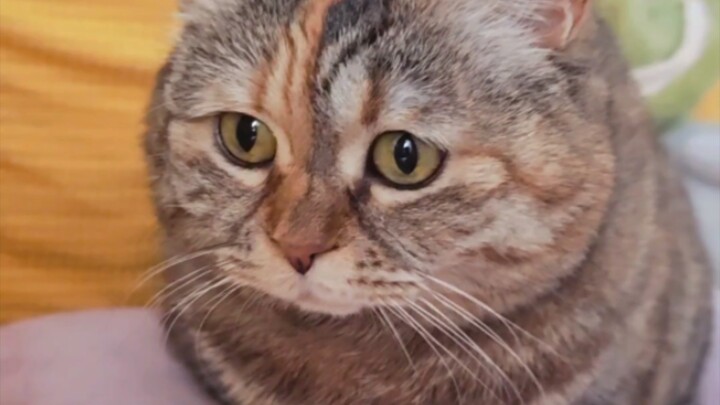猫不转睛