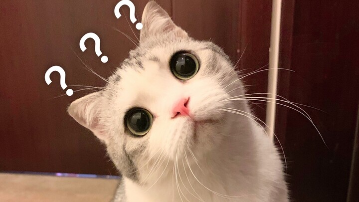 【Kehidupan Sehari-hari】Siapa sangka, aku malah diajak jalan-jalan oleh seekor kucing kecil!