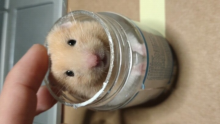 A golden hamster who loves listening to rock music