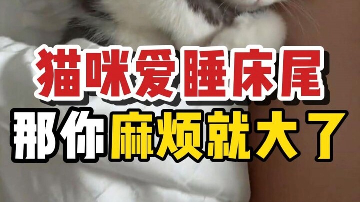 ความหมายที่แมวนอนในที่ต่างๆ กัน แล้วแมวบ้านคุณชอบนอนที่ไหนล่ะ?