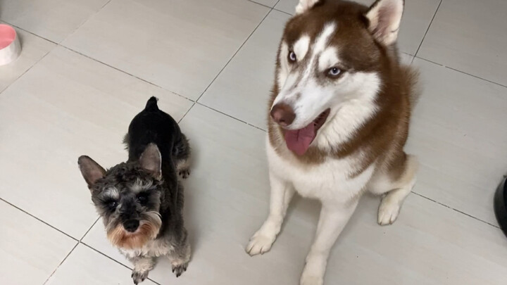 Chủ nhân cứ lặp đi lặp lại một mệnh lệnh, liệu chú chó Husky có thấy chán không?
