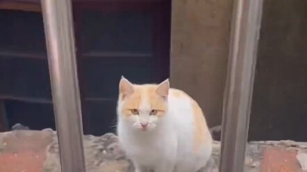 A stray mom cat sits quietly, patiently waiting to be found.