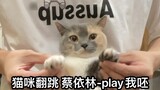 Chú mèo con nhảy múa nhiều nhất trên Internet | Jolin Tsai nhảy | Một phát bắn cuối cùng | Mèo nhảy