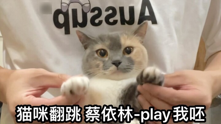 The most dancing kitten on the Internet | Jolin Tsai dances | One shot to the end | Cat dancing