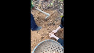 Câu chuyện Củ Từ trong Vườn nhà Ông Ngoại! _ Tiểu Màn Thầu