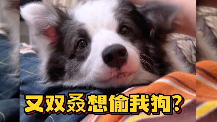 Border Collie: All humans must love me!