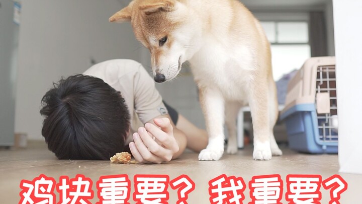 [Shiba Inu] Are Chicken Nuggets More Important, or Am I? — Shiba IQ Test, Episode 2