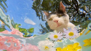 Kucing, air, bunga, langit biru, sinar matahari, awan putih, pohon, "ikan"