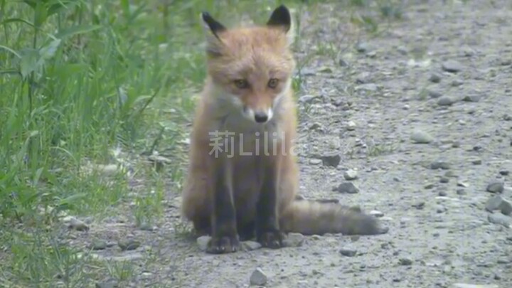 Seekor rubah kecil menunggu teman di jalan