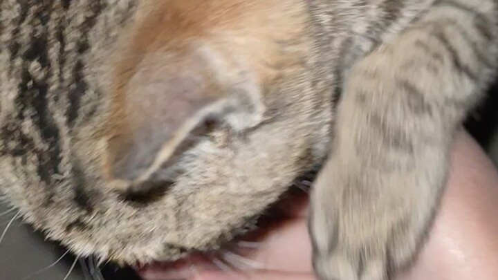 Hypocritical Humans Reject the Kitty’s Loving Burial of Poop