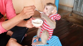 Obedient Baby Sono Sit On The Chair Yummy Eat Logan Fruit Mix With Milk