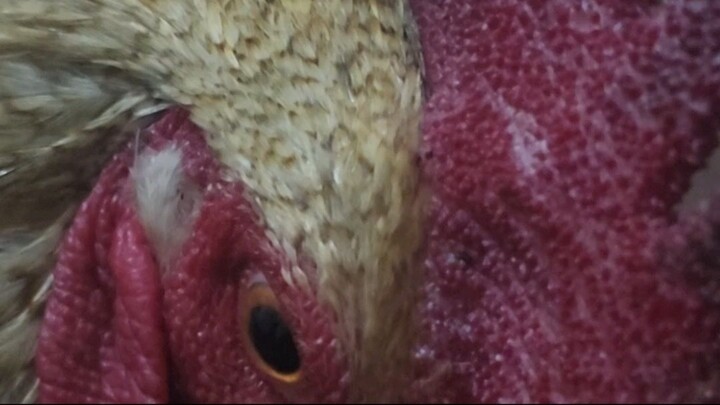 Cute Chicken