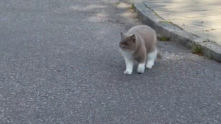 I got a cat because I heard cats don’t need to be walked. What happened?