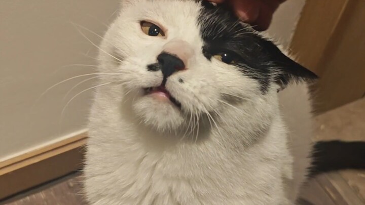 Let’s see if my cat is a mixed breed.