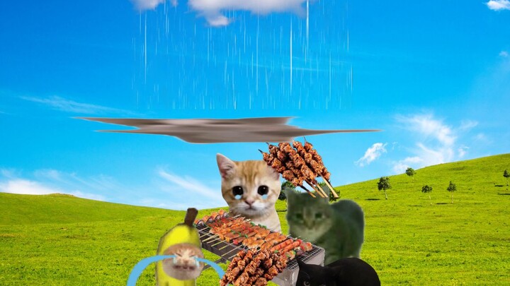 Saat BBQ kucing diguyur hujan, si kucing bahagia maju mengambil alih!