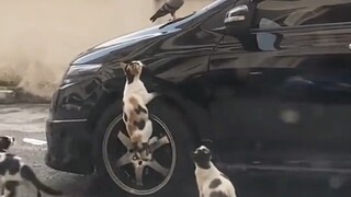 Why are the pigeons so calm and composed? They are the three silly cats who are to be forgiven.