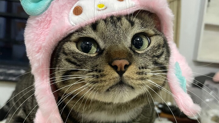 小猫咪偷看妈妈洗澡是不是想和妈妈一起洗澡呀？