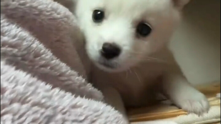 Who else gets it? That heartwarming feeling when a little pup keeps whining but goes silent the mome