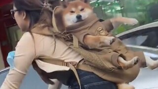 The Confusing Animal Behavior Awards 130