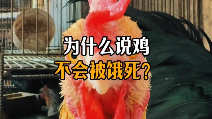 ทำไมถึงบอกว่าไก่ไม่มีวันอดตาย?