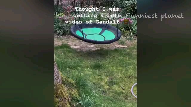 funny animals