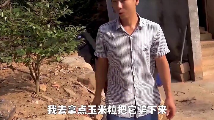 [ไป๋ซางฉุยเสวี่ย] ฮวนนองจับสุนัขจิ้งจอก (หม่าจื่อลี่จับแมว) จิ้งจอกน้อยจะรอดเงื้อมมือของพี่เซี่ยได้ห