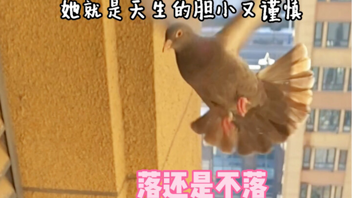 A Diao, this pigeon, is probably what people call having social-confidence disorder…