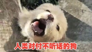 看看人类是怎么让狗变听话的