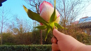 虽然当了妈，也是可以收到花的小女孩呀！