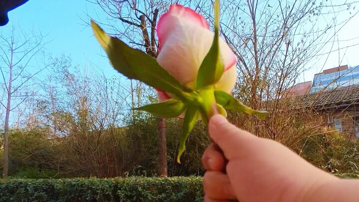 虽然当了妈，也是可以收到花的小女孩呀！