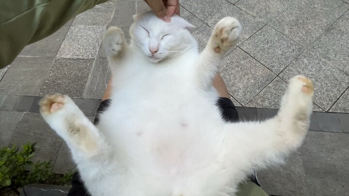 Chubby Berry