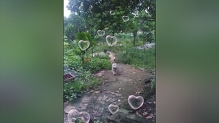 Thể dục buổi sáng. yeucho yeuchomeo cún cúncon chó chómèo chócon chó_cưng chókhôn yeuchomeo cưng chócute pet dog dogsoftiktok doggo