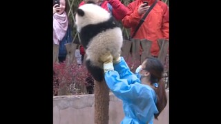 摘 熊 回 家 ！！！