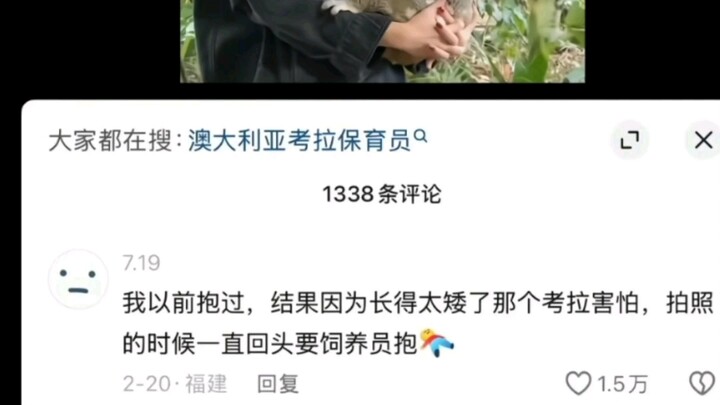 If that’s the case, Koala, never come down from the tree for the rest of your life!