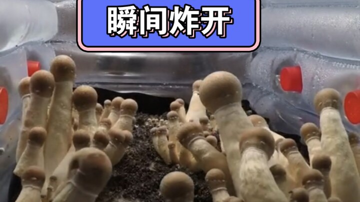 What the heck is this instantly exploding beauty?