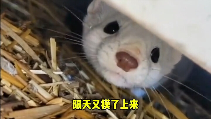 Seorang pria paruh baya tak sengaja bertemu seekor kucing putih yang meminta makanan, lalu ia pun se