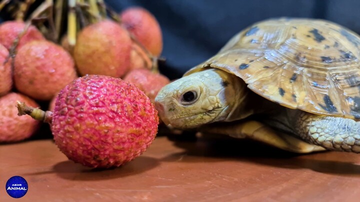Turtle eats lychee