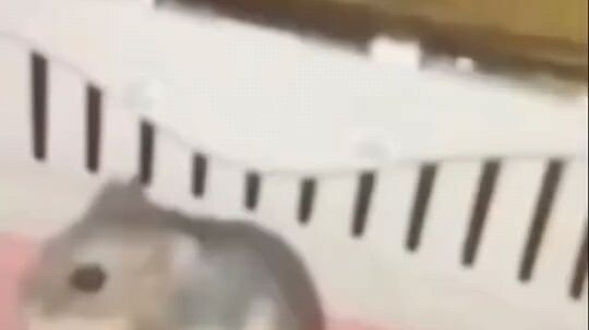 امم