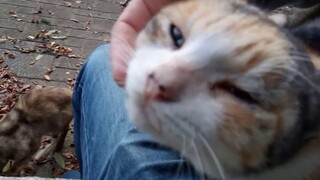 A strayed cat approached me in the park after the typhoon