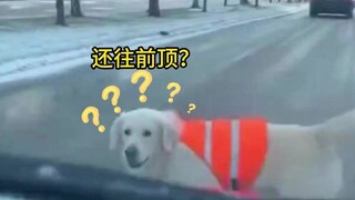Guide dog crossing the street